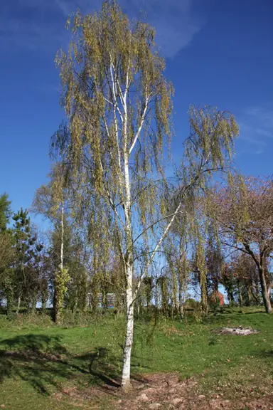 betula-tristis-5