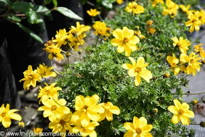 bidens-goldmound--2