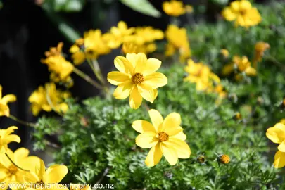 bidens-goldmound--3