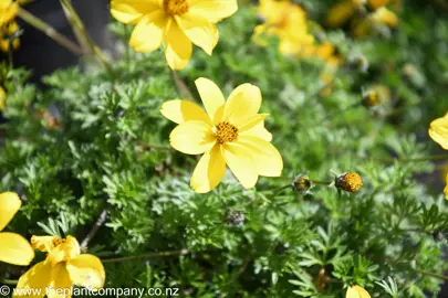 bidens-goldmound--4