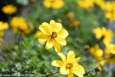 bidens-goldmound--5