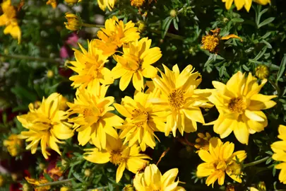 Bidens Tweety plant with double yellow flowers.