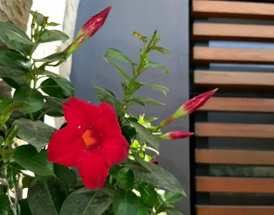 Bignonia cherere plant with green foliage and elegant, red flowers.