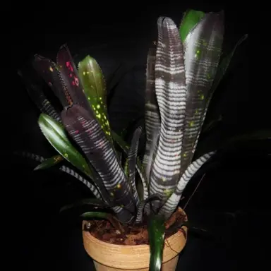 billbergia-darth-vader-