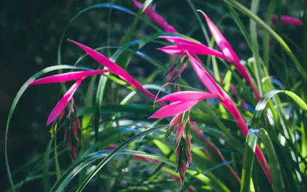 Billbergia nutans plant with green foliage and elegant flowers.