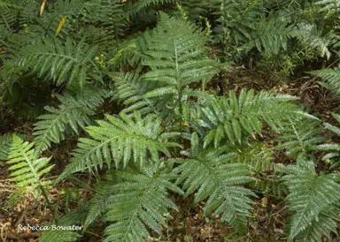 Blechnum fraseri fern.