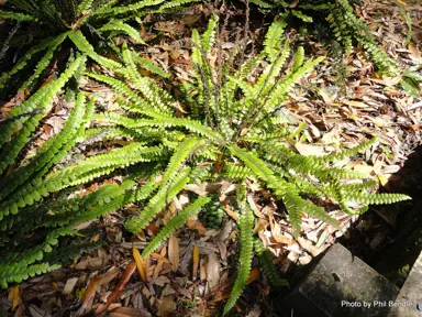 blechnum-fluviatile-