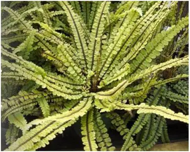 blechnum-fluviatile-3