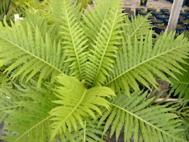 blechnum-silver-lady-