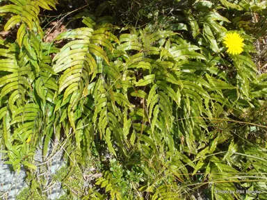 blechnum-montanum-