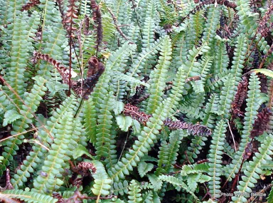 blechnum-penna-marina-1