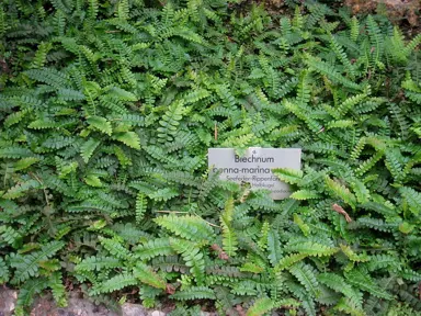 blechnum-penna-marina-2