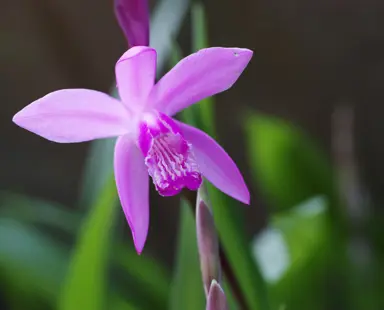 Bletilla striata pink flower.