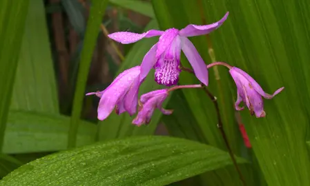 Bletilla striata pink flowers and lush foliage.