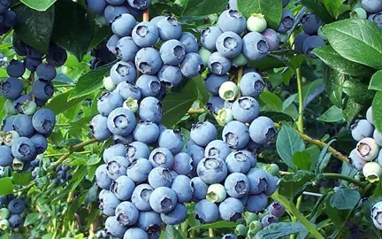 Blueberry Brightwell shrub with masses of blue berries.