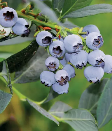 Blueberry 'Misty' plant with blue berries.