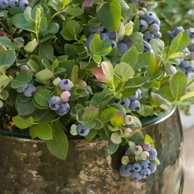 Blueberry 'Pink Icing' plant with fruit growing in a pot.