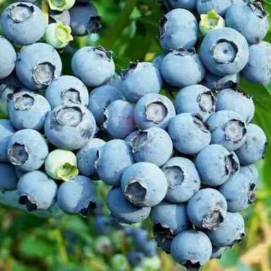 blueberry-rahi-