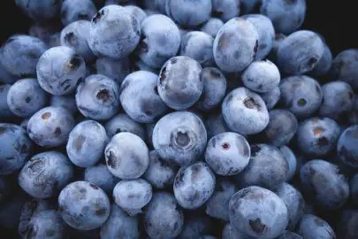 blueberry-suwanee-