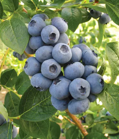 blueberry-toro-