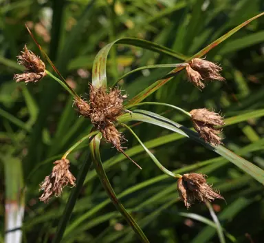 bolboschoenus-fluviatilis-1