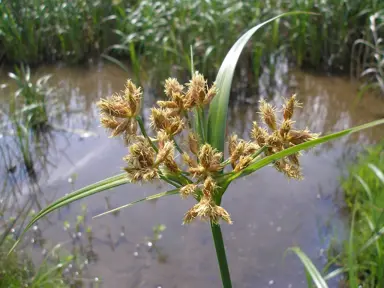 bolboschoenus-fluviatilis-2