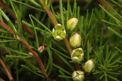 Boronia clavata plant with yellow flowers.