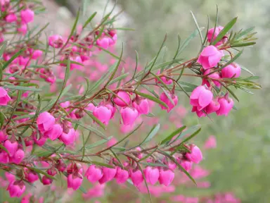 boronia-carousel-3