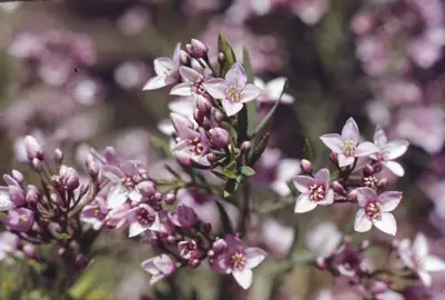 boronia-denticulata-2