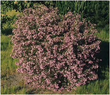 boronia-denticulata-3