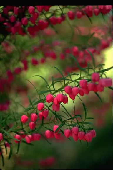 boronia-heterophylla-