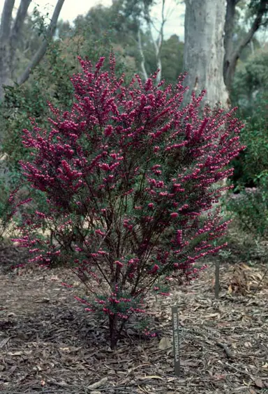 boronia-heterophylla-1