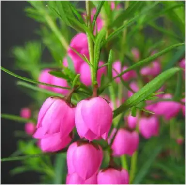 boronia-heterophylla-3