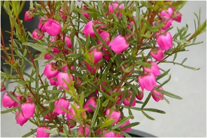 boronia-heterophylla-4