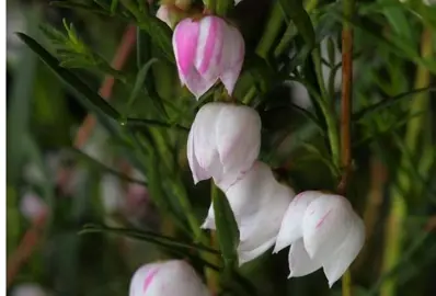 boronia-ice-charlotte-1