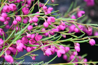 boronia-lipstick-