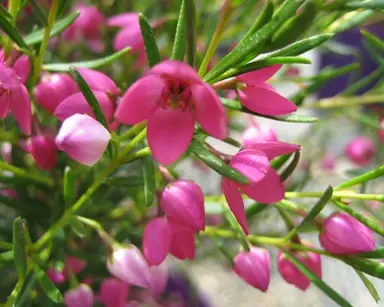 boronia-lipstick-2