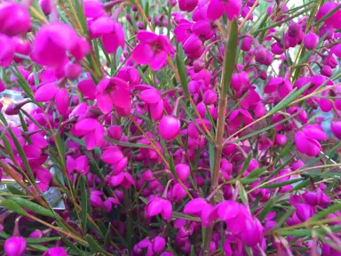 boronia-lipstick-3