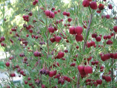 boronia-megastigma-1