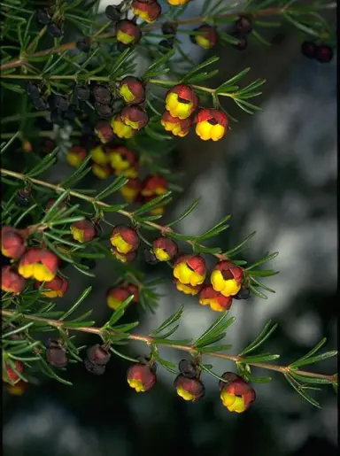 boronia-megastigma-2