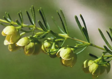 boronia-megastigma-lutea-