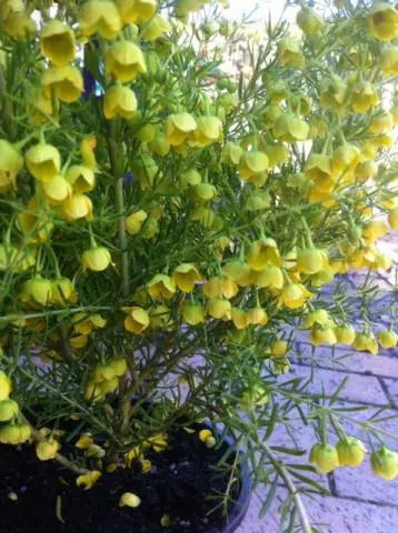 boronia-megastigma-lutea-1