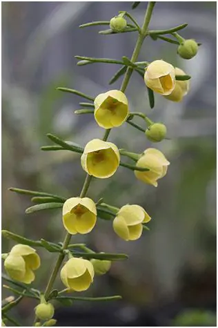 boronia-megastigma-lutea-2