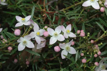 boronia-muelleri-sunset-serenade-1