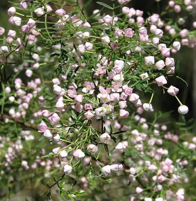 boronia-muelleri-sunset-serenade-2