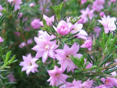 boronia-pilosa-rose-blossom-