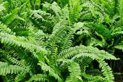 boston-fern--1