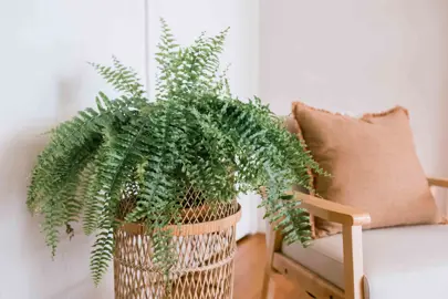 boston-fern-