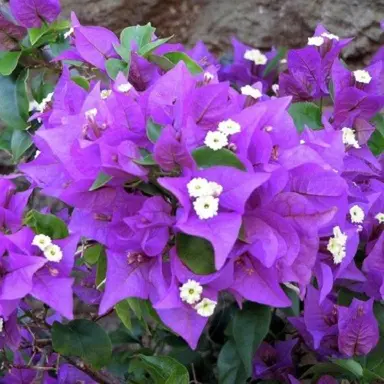 bougainvillea-bambino-little-guy--1