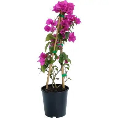 bougainvillea-bambino-little-guy-